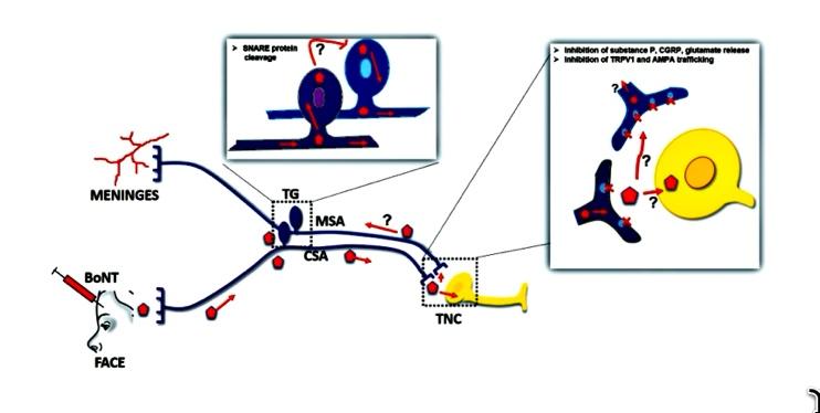 JCPM2024.02.26 Clitoxin Procedure History Pearls Cellular